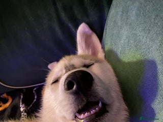 Siberian Husky dogs for sale - Advert 1