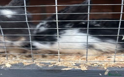 Rex rabbits for sale: Baby Rabbits for sale  - Advert 2