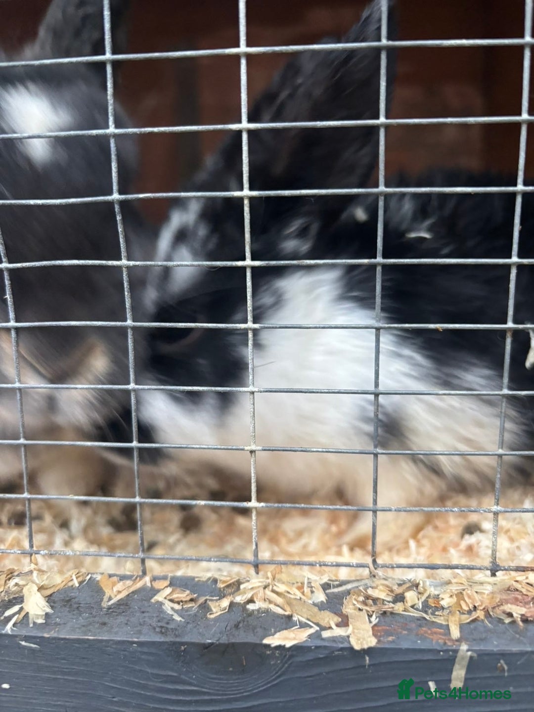 Rex rabbits for sale: Baby Rabbits for sale  - Advert 2