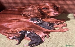Cocker Spaniel dogs for sale: 6 Cocker Spaniel puppies for sale - Advert 14