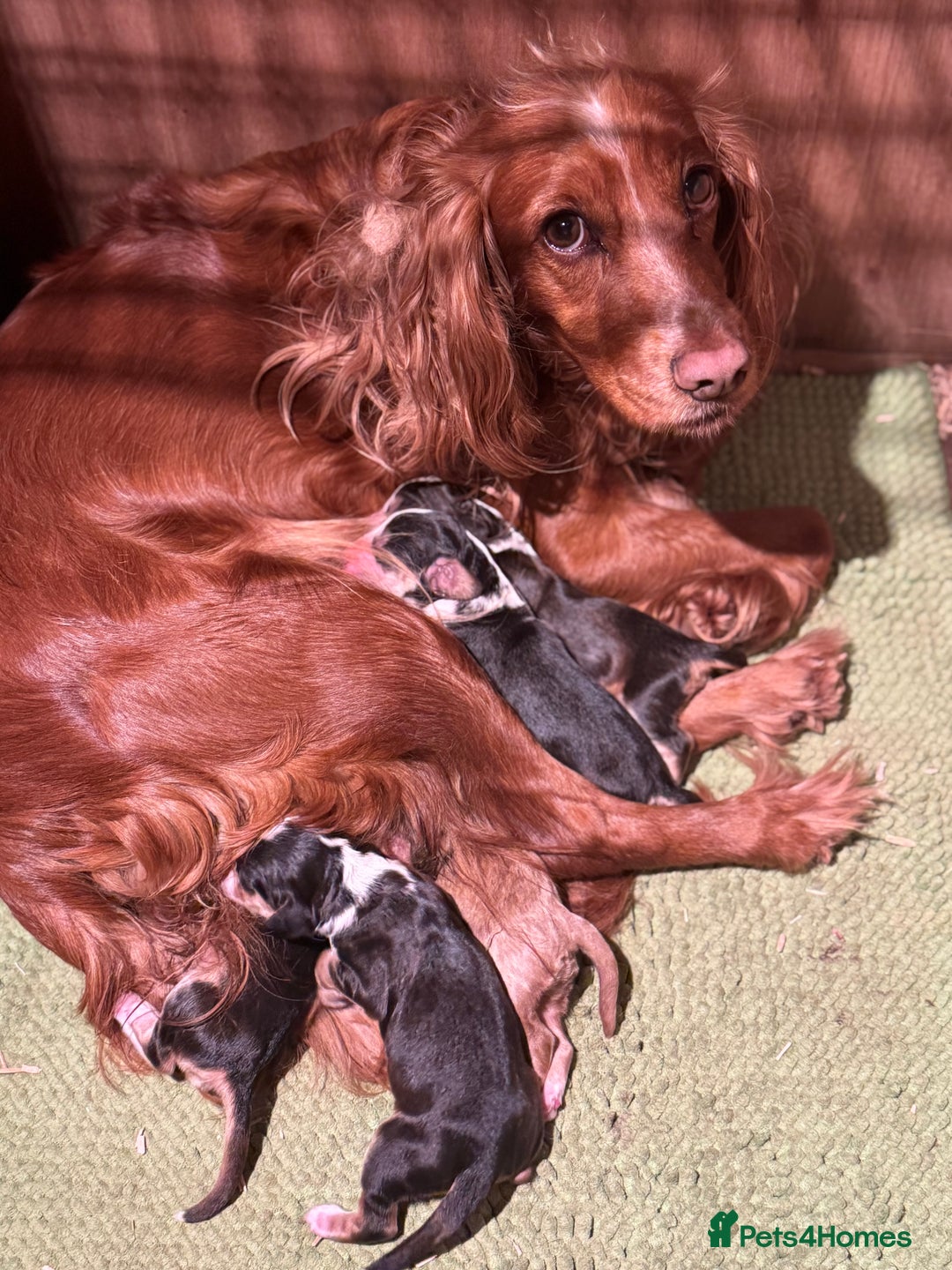 Cocker Spaniel dogs for sale: 6 Cocker Spaniel puppies for sale - Advert 14