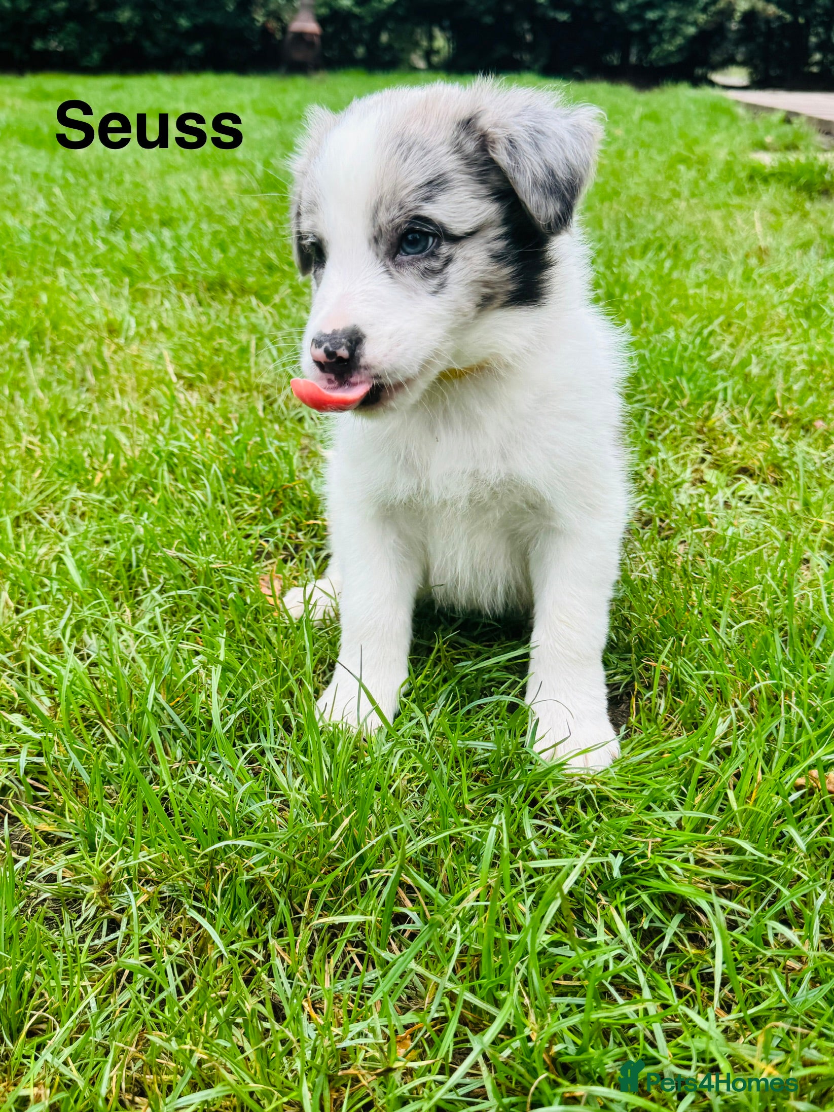 Border Collie dogs Pure Bred Border Collie Puppies For Sale - Advert 2