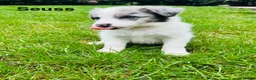 Border Collie dogs for sale: Pure Bred Border Collie Puppies For Sale - Advert 4