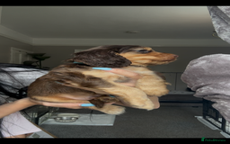 Cocker Spaniel dogs for sale: 7 beautiful chocolate sable cocker spaniels - Image 26