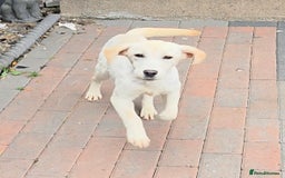Labrador Retriever dogs for sale: Kc registered champagne girl left - Image 4