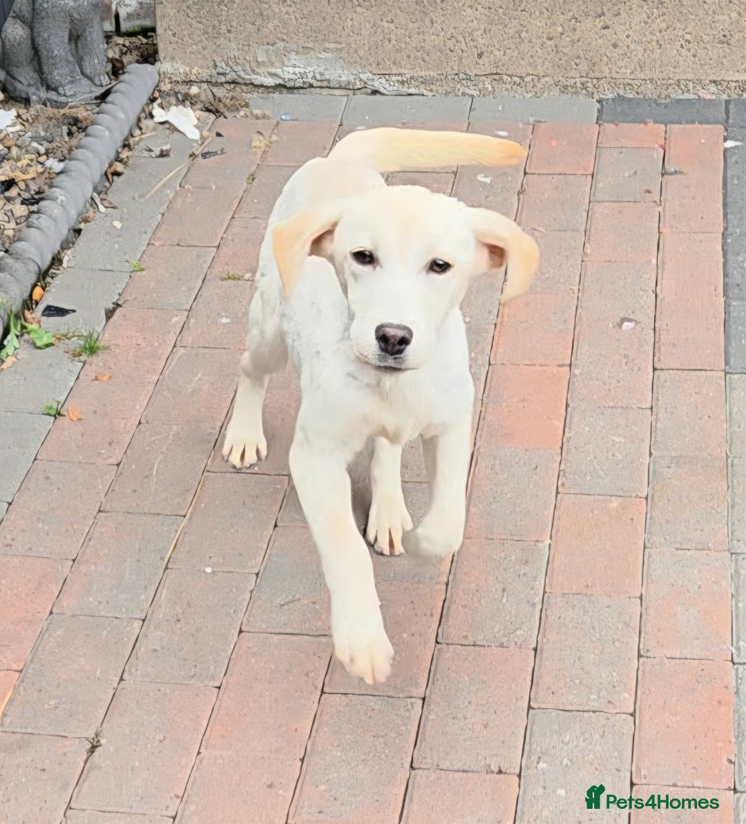 Labrador Retriever dogs for sale: Kc registered champagne girl left - Image 4