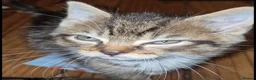 Mixed Breed cats for sale: Bengal x maincoon - Advert 6