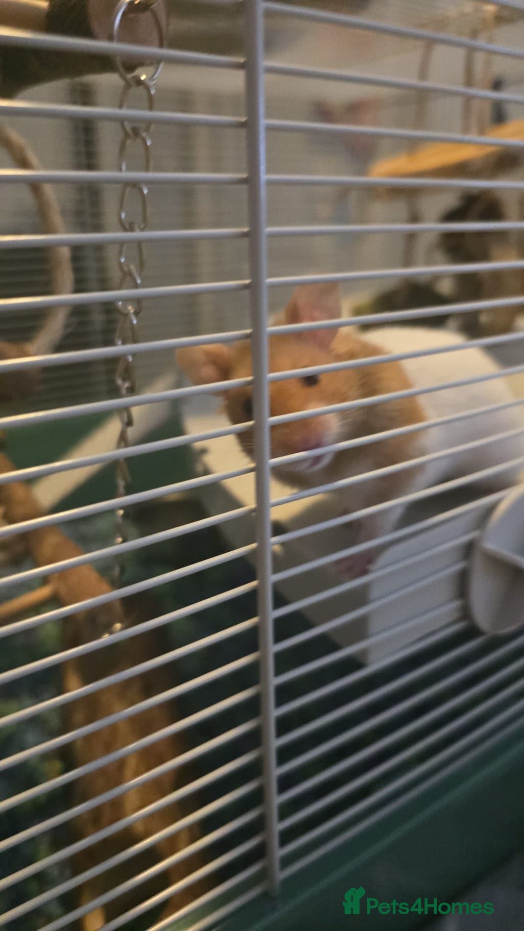 Hamster rodents Hamster  - Advert 4