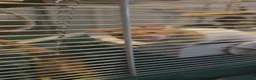 Hamster rodents for sale: Hamster  in Skelmersdale - Advert 1