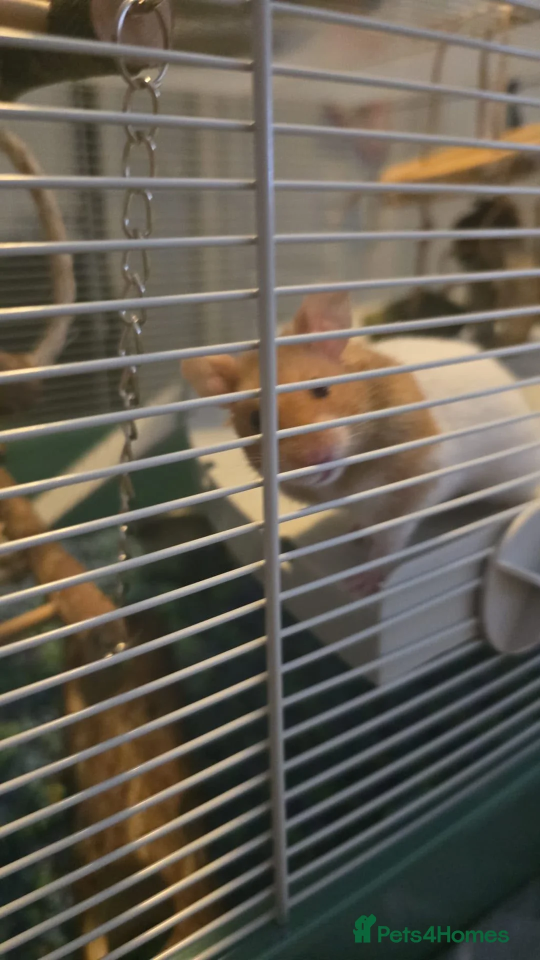 Hamster rodents for sale: Hamster  in Skelmersdale - Advert 1