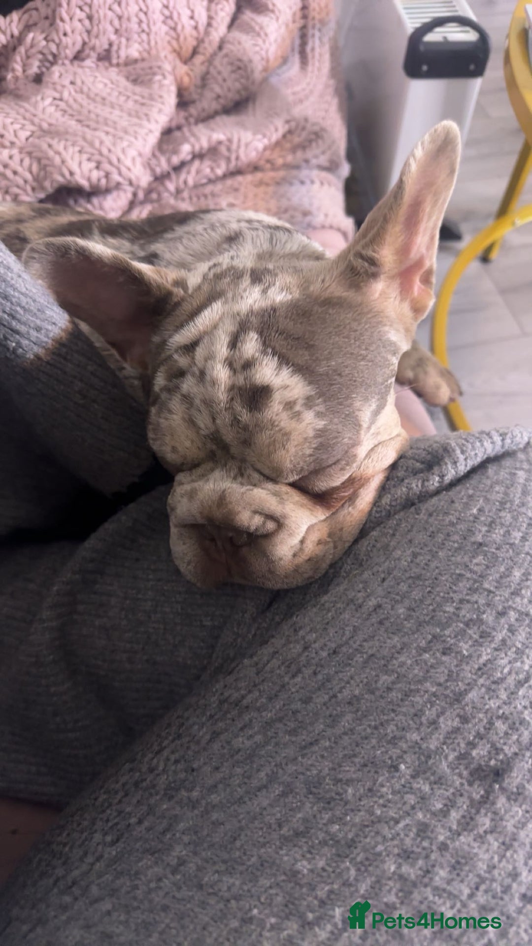 French Bulldog dogs for sale: 1 year old Isabelle Merle friendly frenchie  - Image 1