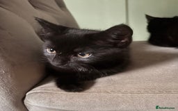 British Shorthair cats for sale: 3 adorable 11 weeks old kittens  - Advert 2