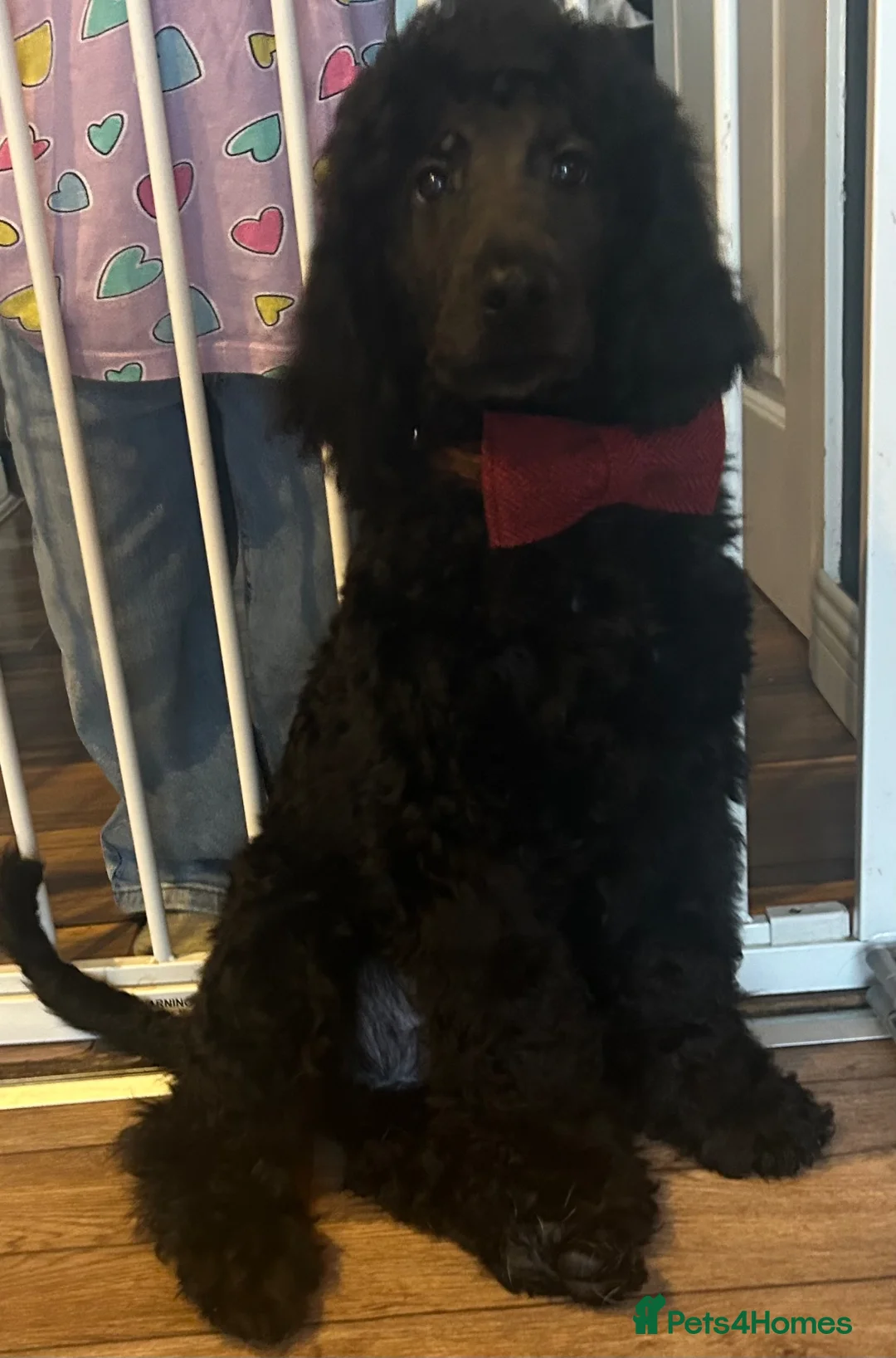 Standard Poodle dogs for sale: Sweet 6 month old standard poodle  in Leeds - Advert 3