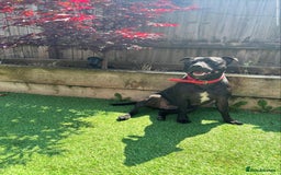 Staffordshire Bull Terrier dogs for sale: Staffordshire Bull terrier  - Image 4