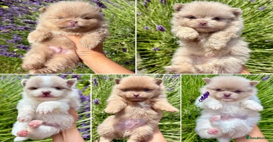 Pomeranian dogs - Advert 11