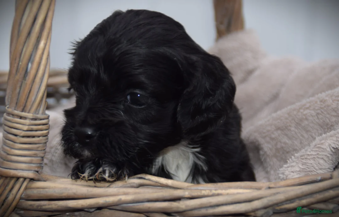 Cockapoo dogs for sale:  cockapoo one beautiful blacl and white girl left - Advert 14