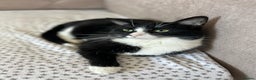 Domestic Shorthair cats for sale: Two loving cats in need of a new home - Advert 1