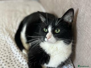 Domestic Shorthair cats Two loving cats in need of a new home - Advert 1