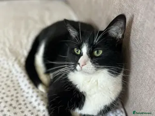 Domestic Shorthair cats Two loving cats in need of a new home - Advert 18