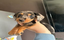 Dachshund dogs for sale: Minature dachshund puppies  - Image 20