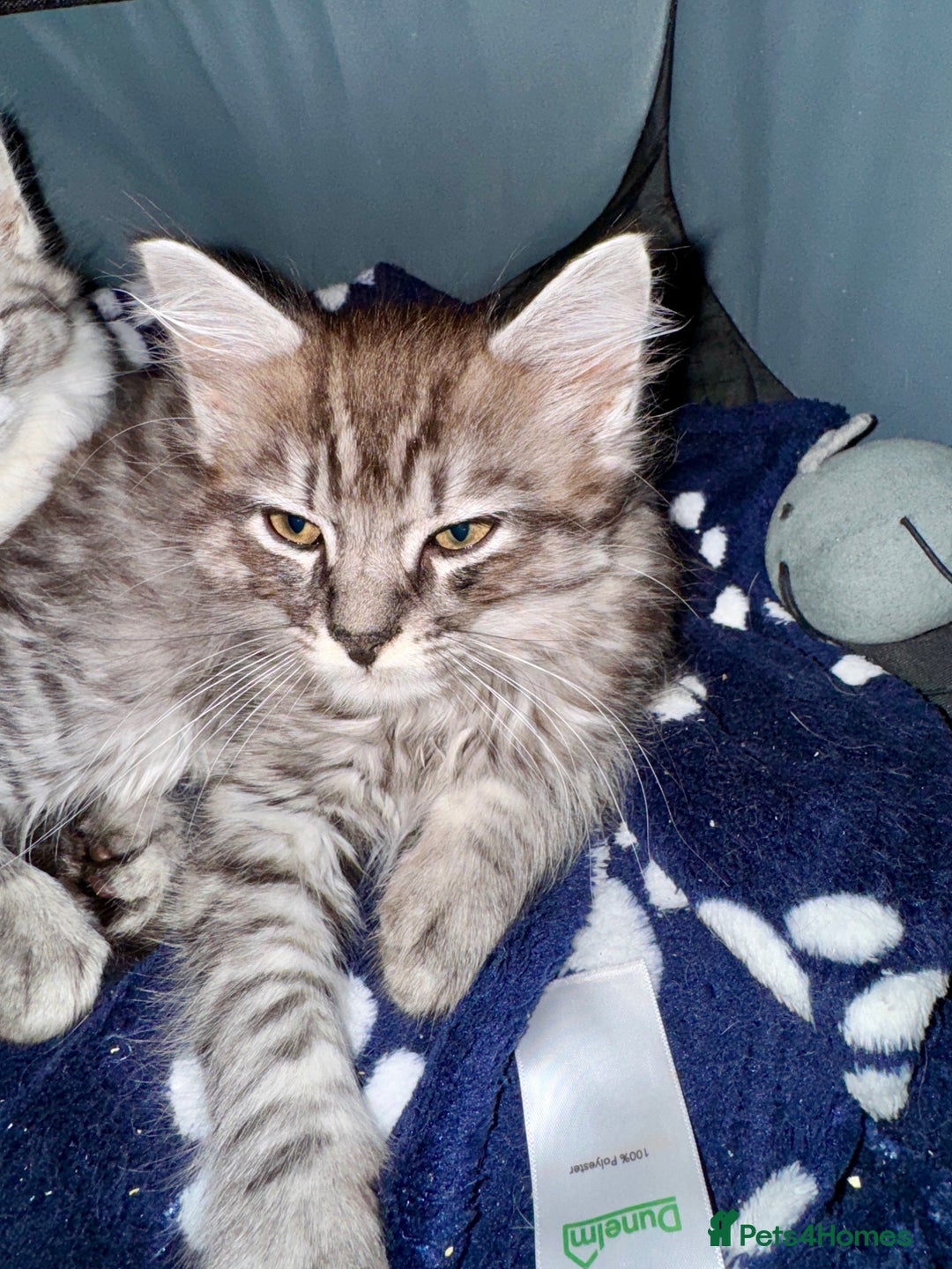 Norwegian Forest Cat cats for sale: Gorgeous Kittens Ready for Their Forever Homes 🐾 - Advert 12