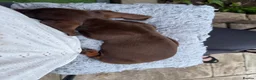 Miniature Dachshund dogs for sale: Mini Dachshund sausage dog - Advert 1