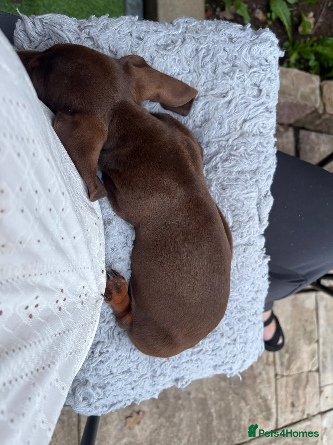 Miniature Dachshund dogs for sale: Mini Dachshund sausage dog - Advert 1