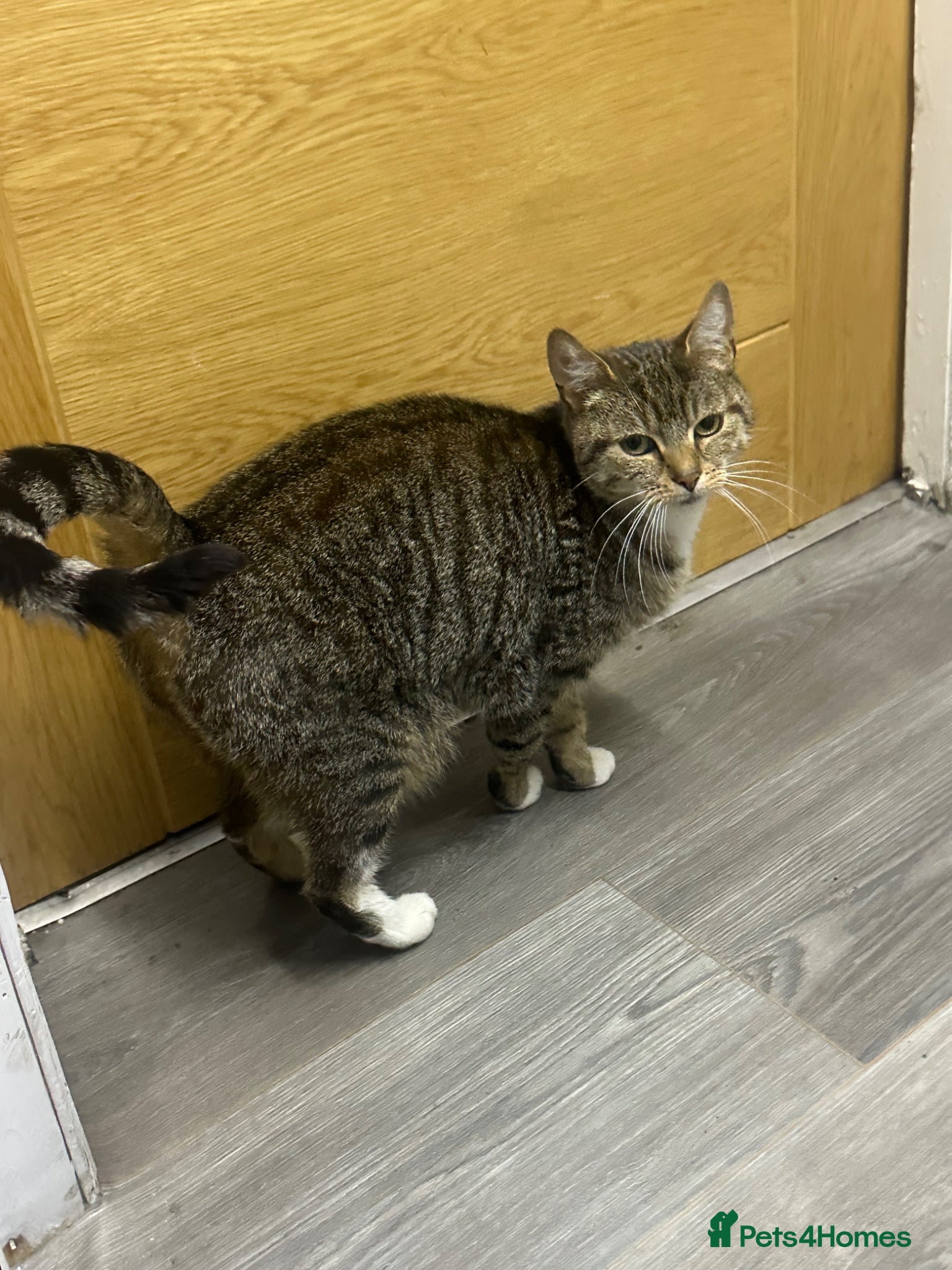Domestic Shorthair cats for sale: Domestic shorthair kittens - Advert 1
