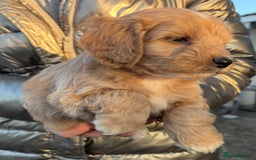 Cockapoo dogs for sale: Cockerpoo pup - Image 3