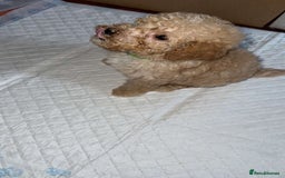 Goldendoodle dogs for sale: Last puppy reduced message for more information  in Middlesbrough - Image 1