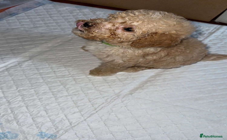 Goldendoodle dogs in Middlesbrough - Advert 2