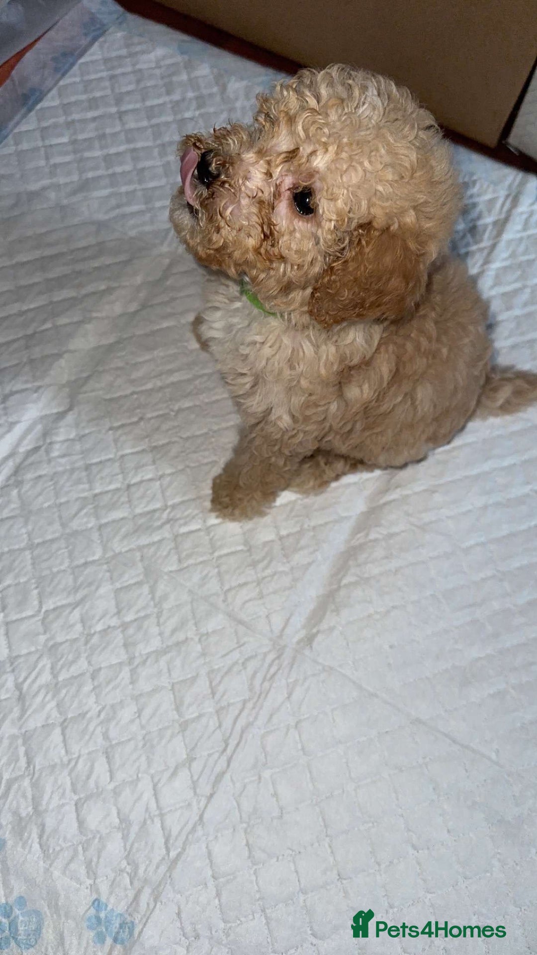 Goldendoodle dogs for sale: Last puppy reduced message for more information  in Middlesbrough - Image 1