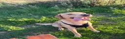 Cockerdor dogs for sale: Cockerdor Puppies - Advert 28