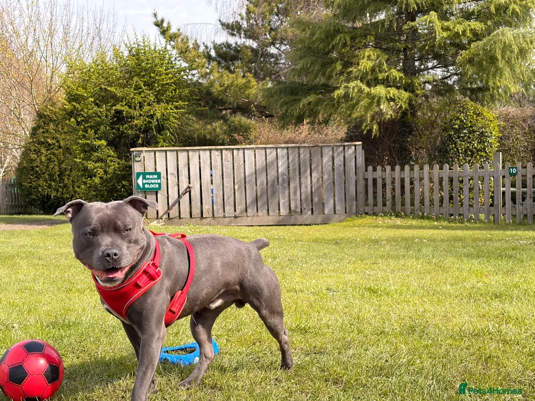 Staffordshire Bull Terrier dogs for stud: Blue Staff 2 year old male  - Advert 1