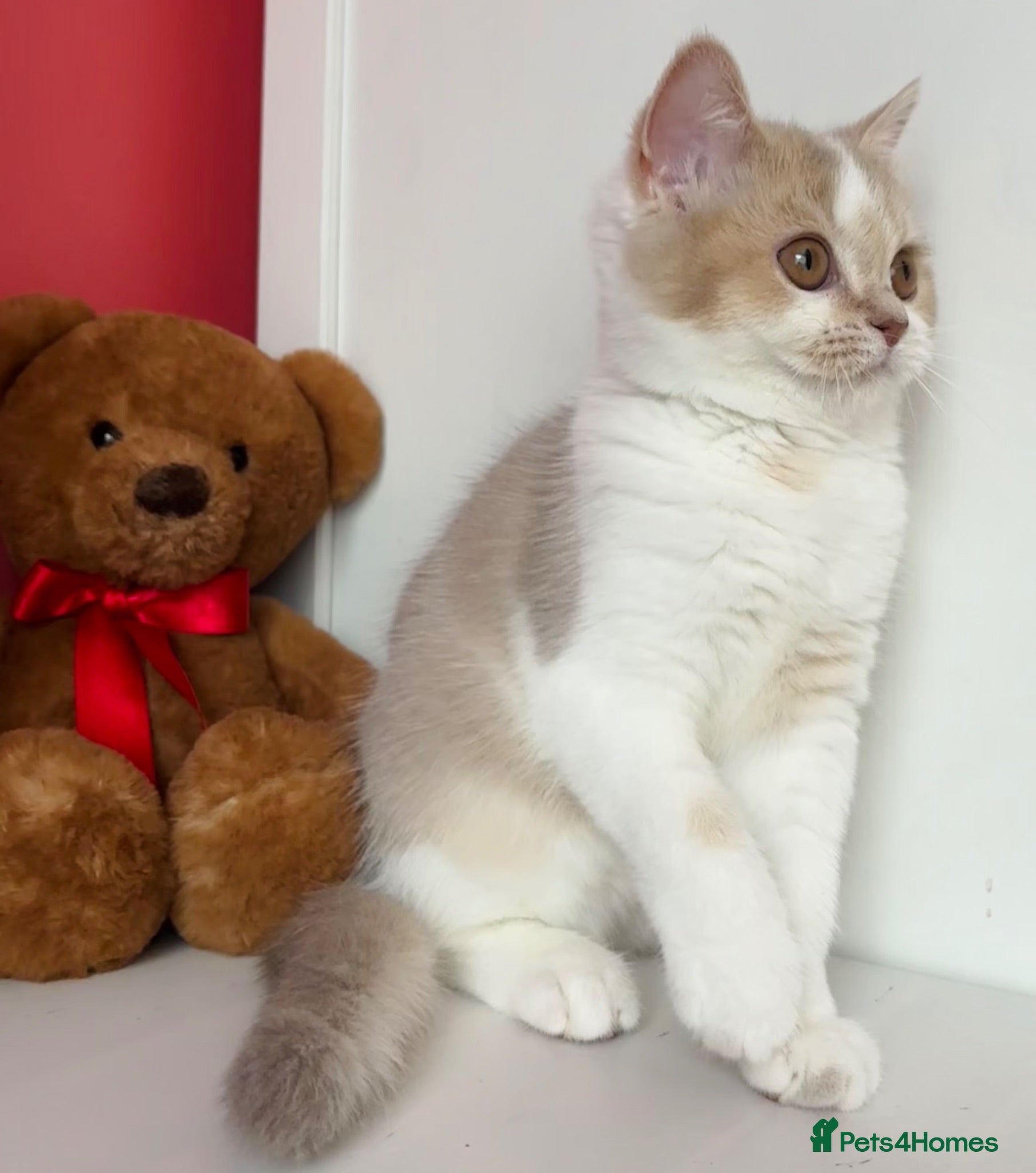 Scottish Fold cats Pedigree Adorable Scottish Fold Kittens  - Advert 17