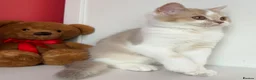 Scottish Fold cats for sale: Pedigree Adorable Scottish Fold Kittens  - Advert 13