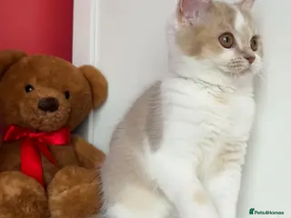 Scottish Fold cats Pedigree Adorable Scottish Fold Kittens - Advert 17