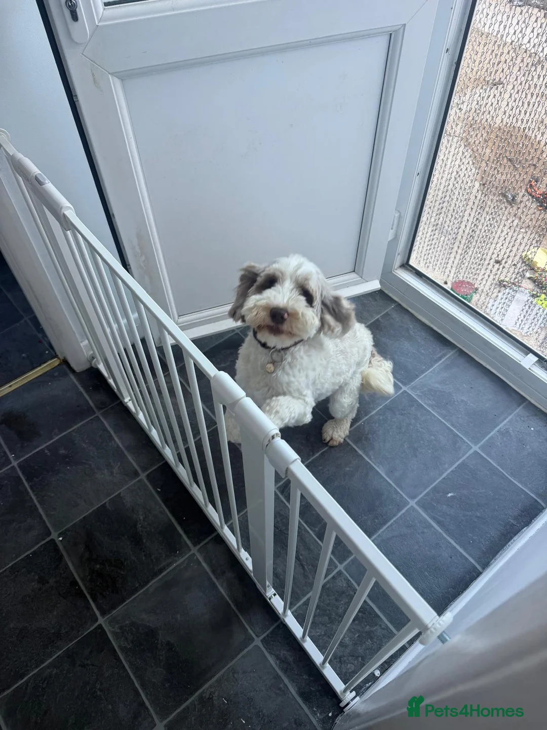 Cockapoo dogs for sale: Pringles 2yr old cockapoo - Advert 7