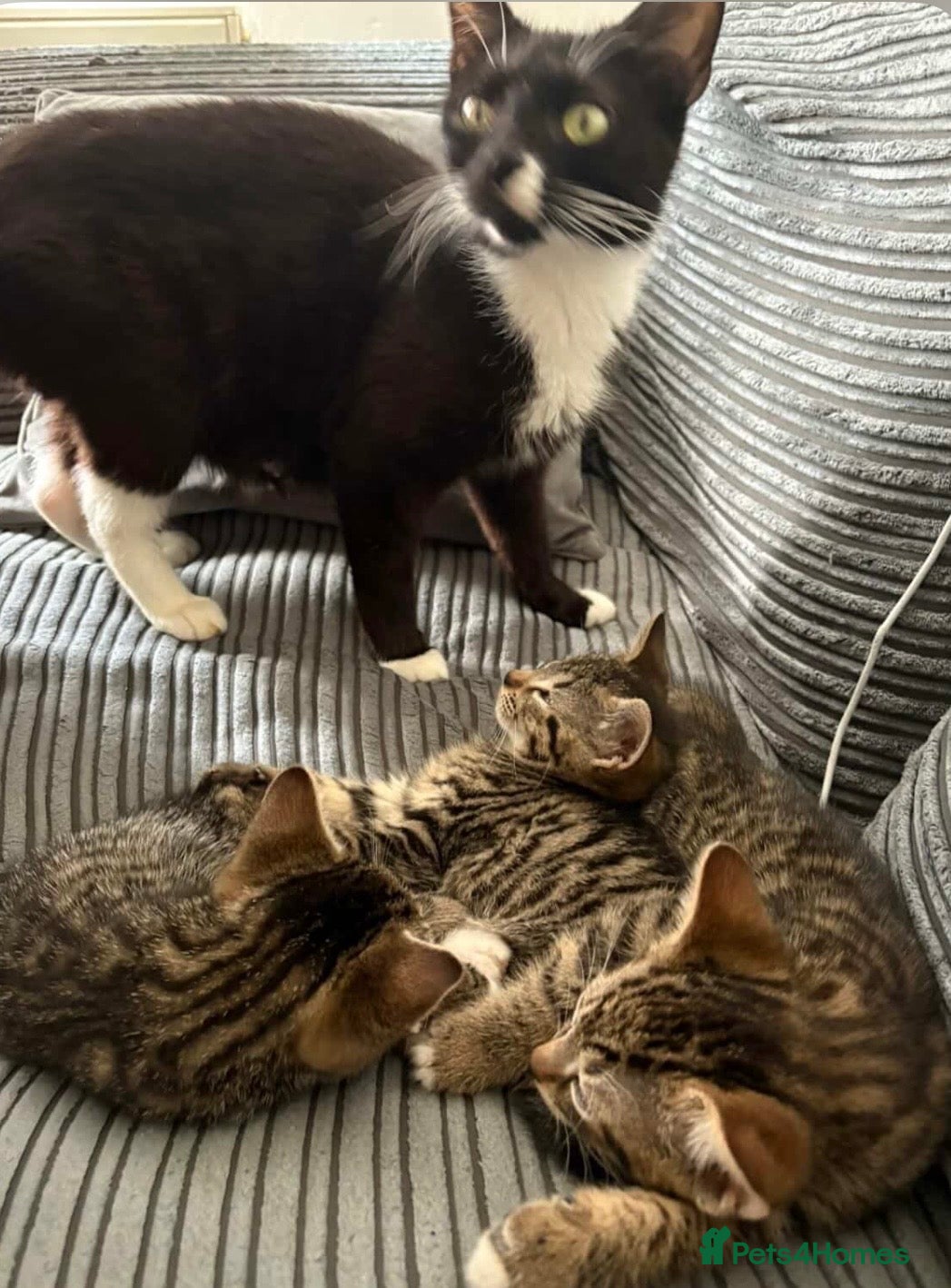 Mixed Breed cats 3 gorgeous kittens for sale  - Advert 1