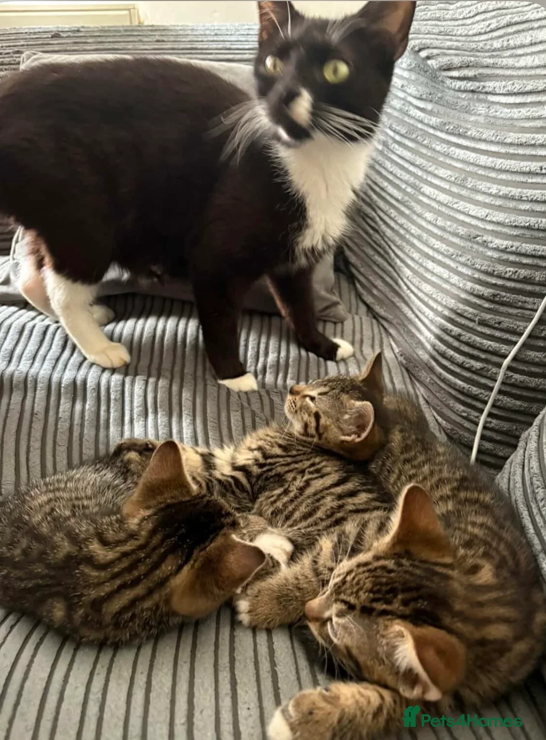 Mixed Breed cats for sale: 3 gorgeous kittens for sale  - Advert 1