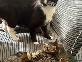 Mixed Breed cats 3 gorgeous kittens for sale - Advert 1