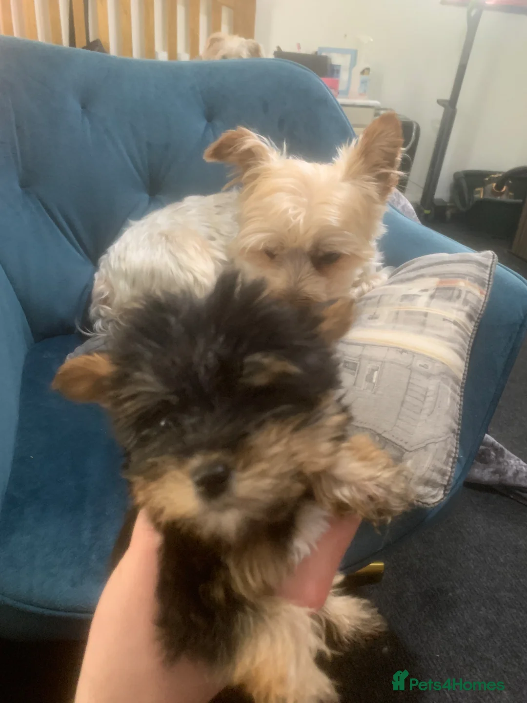 Yorkshire Terrier dogs for sale: 5 Yorkshire terrier puppy’s for sale 4 boys 2 girl - Advert 2