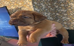 Dogue De Bordeaux dogs for sale: 6 stunning chunky Douge de Bordeux pups - Image 2