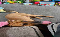 Mixed Breed dogs for sale: Loki  - Image 2