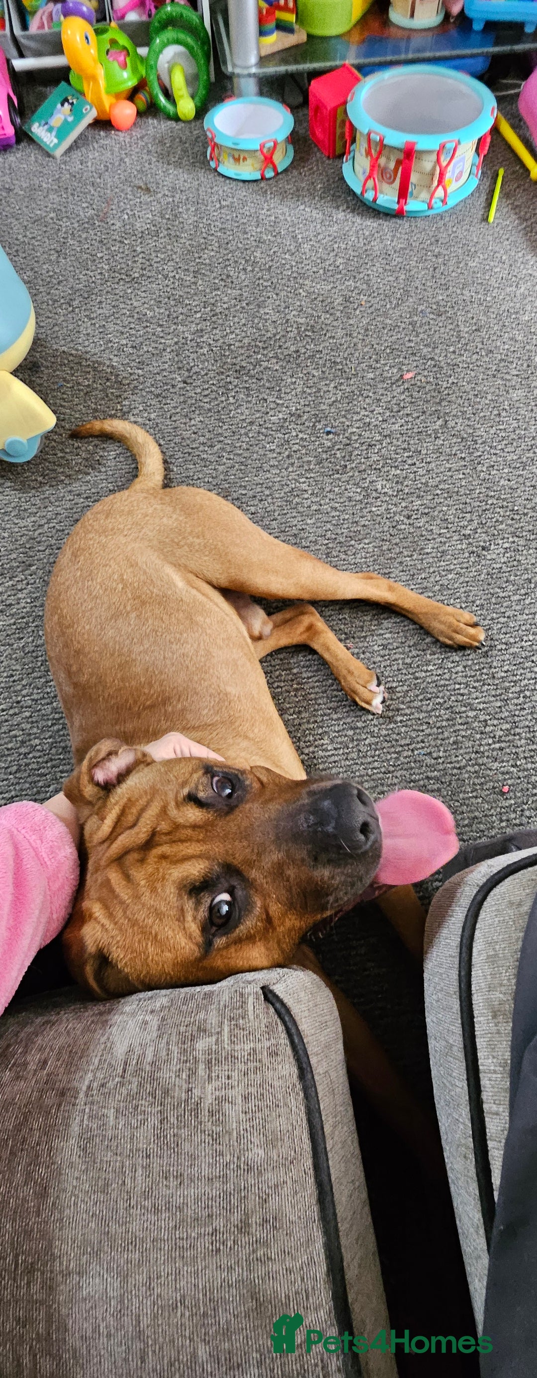 Mixed Breed dogs for sale: Loki  - Image 2