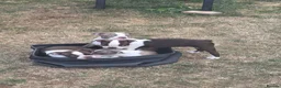 Boston Terrier dogs for sale: Beautiful Bostons 🌸 - Advert 7