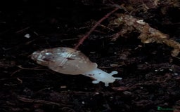 Isopods invertebrates for sale: inverts  - Image 5