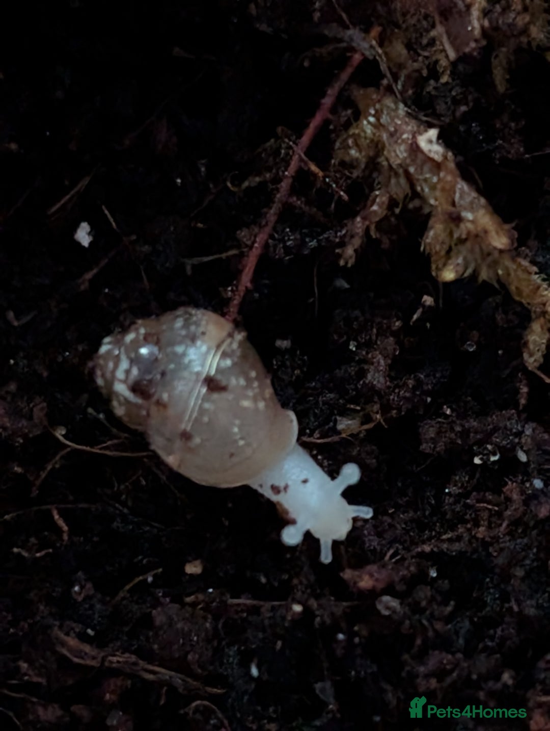 Isopods invertebrates for sale: inverts  - Image 5