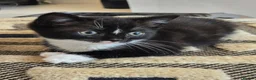 Mixed Breed cats for sale: 3 Black and white male kittens ready to leave  in Liverpool - Advert 7