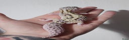 Leopard Gecko reptiles for sale: Last 2 female leopard geckos from 2025 - Advert 6